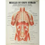 poster anatomie alte vintage muskeln