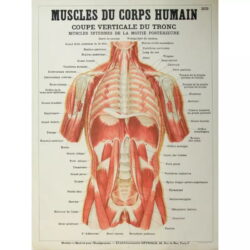 poster anatomie alte vintage muskeln