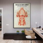 poster anatomie alte vintage muskeln