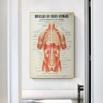 poster anatomie alte vintage muskeln