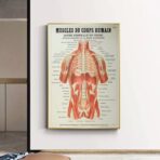 poster anatomie alte vintage muskeln