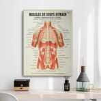 poster anatomie alte vintage muskeln