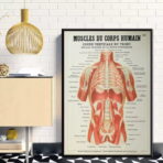 poster anatomie alte vintage muskeln