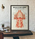 poster anatomie alte vintage muskeln
