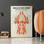 poster anatomie alte vintage muskeln
