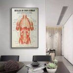 poster anatomie alte vintage muskeln