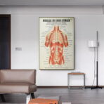 poster anatomie alte vintage muskeln