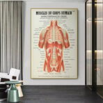 poster anatomie alte vintage muskeln