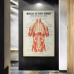 poster anatomie alte vintage muskeln