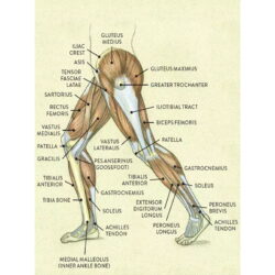 vintage bein anatomie poster