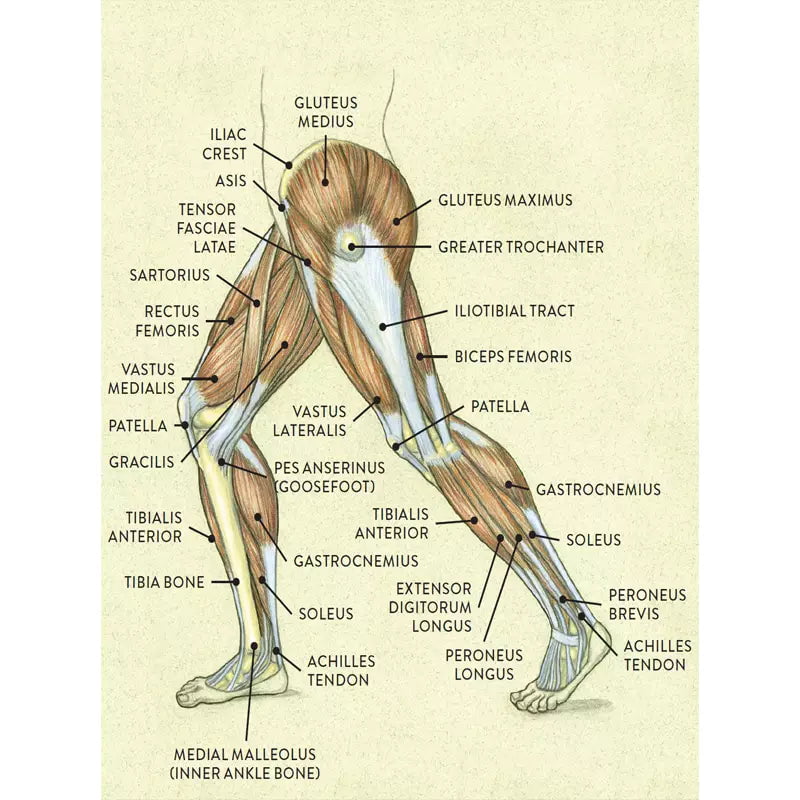 vintage bein anatomie poster vintage bein anatomie poster