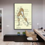 vintage bein anatomie poster
