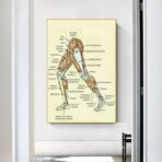 vintage bein anatomie poster