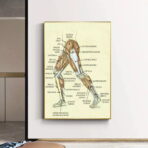 vintage bein anatomie poster