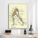 vintage bein anatomie poster