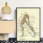 vintage bein anatomie poster
