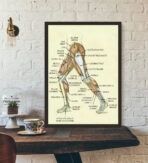 vintage bein anatomie poster