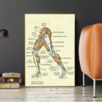 vintage bein anatomie poster