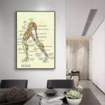 vintage bein anatomie poster