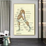 vintage bein anatomie poster