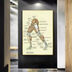 vintage bein anatomie poster