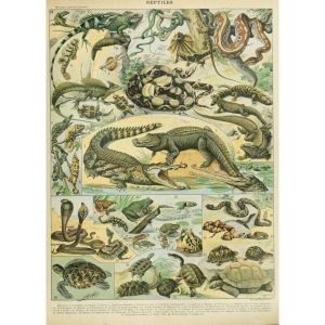 alt reptilien poster