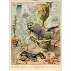 poster meerestiere ozean vintage