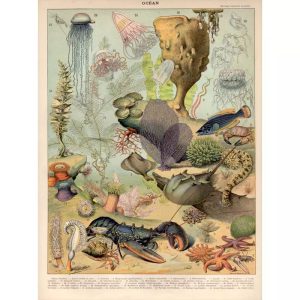 poster meerestiere ozean vintage