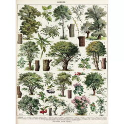 vintage baum poster
