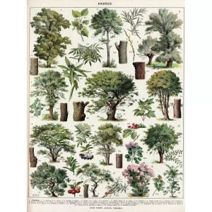 vintage baum poster