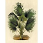 vintage botanisches poster palme