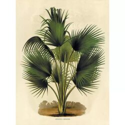 vintage botanisches poster palme