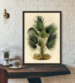 vintage botanisches poster palme
