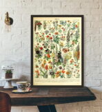 vintage botanisches poster