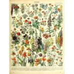 vintage botanisches poster