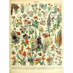 vintage botanisches poster
