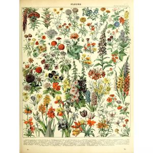 vintage botanisches poster