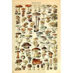 vintage pilz poster 1