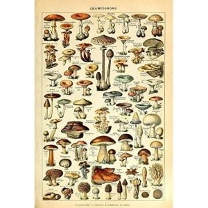 vintage pilz poster 1