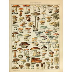 vintage pilz poster