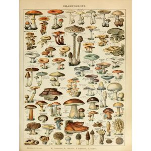 vintage pilz poster