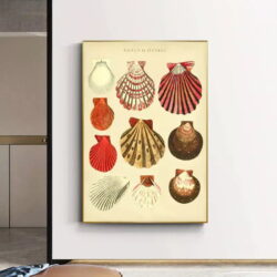 vintage muschel poster