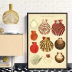 vintage muschel poster