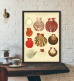vintage muschel poster