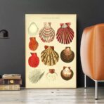 vintage muschel poster