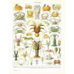 muschelplakat