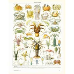 muschelplakat