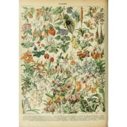 wildblumen poster