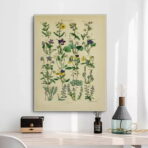vintage herbarium poster 1