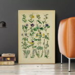 vintage herbarium poster 1